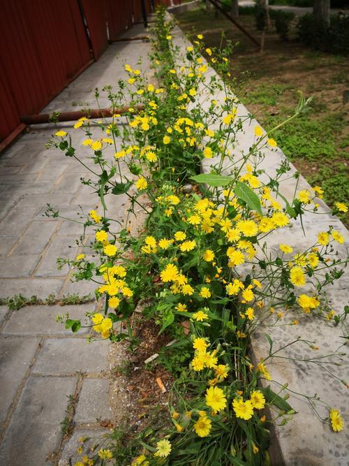 苦菜花玉珍被四个人欺负