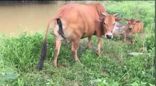 牛翻身后还能活下来吗