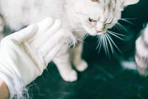 猫毛洗衣服洗不掉怎么办