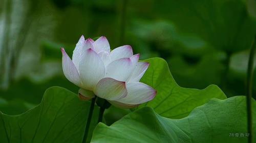 一花一世界琴箫曲表达什么情感