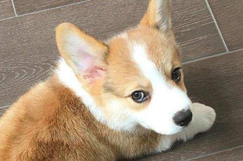 柯基是小型犬还是中大型犬