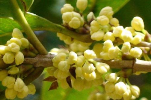 金桂是什么季节开花