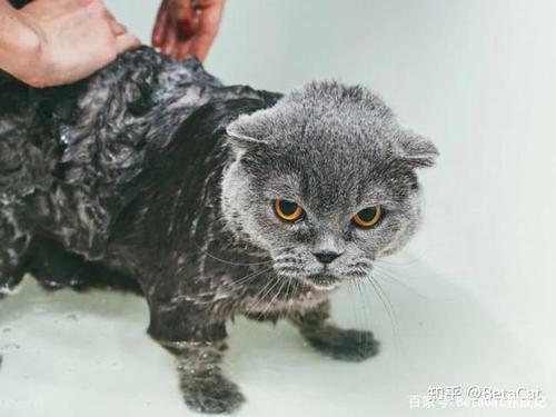 猫咪需要经常洗澡保持干燥吗