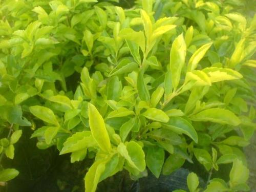 黄金叶植物