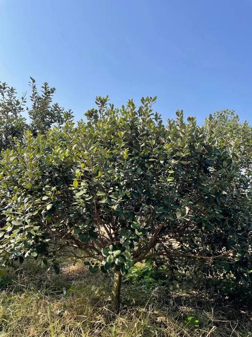 菲油果北方可以地栽么