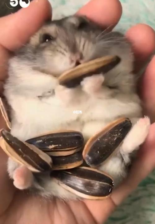 仓鼠可以吃熟的瓜子么