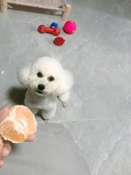 比熊多大可以吃水果蔬菜