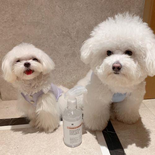 马尔济斯犬好，还是比熊好
