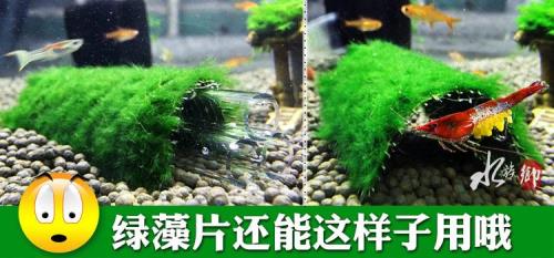 鱼缸绿藻怎么除