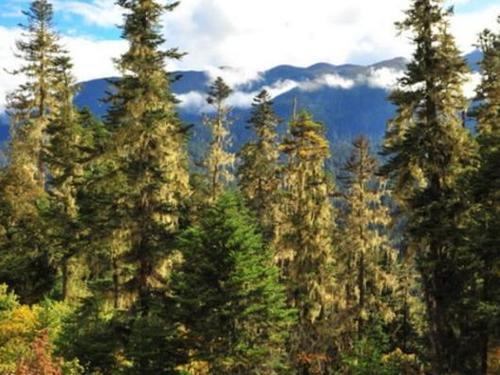 河南发现面积最大原始森林