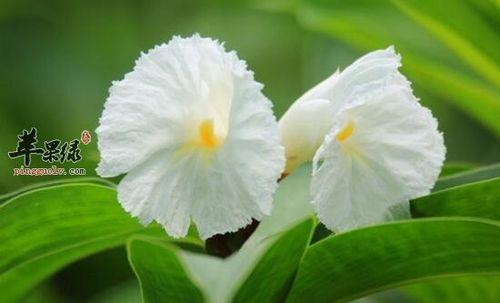 绿苞闭鞘姜介绍