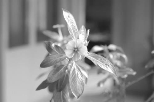 孤独花女主角