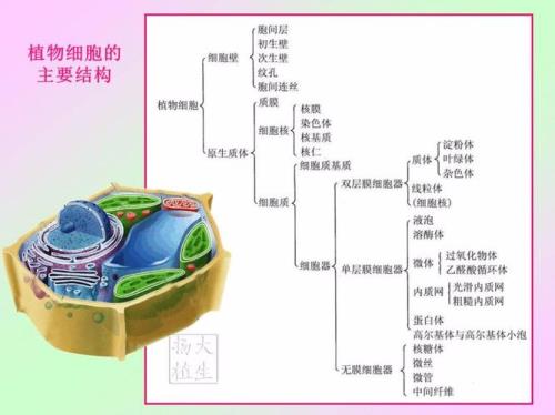 植物细胞结构图及功能