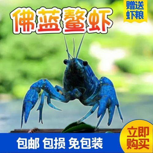 龙纹虾介绍