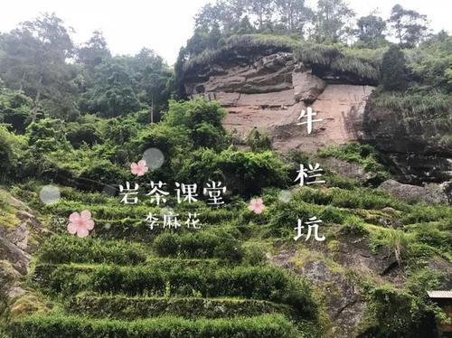 牛栏坑茶叶归属
