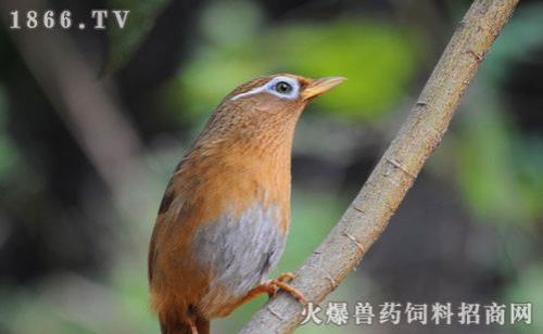 怎样画眉