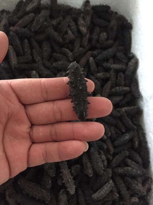 干海参一斤大概几个