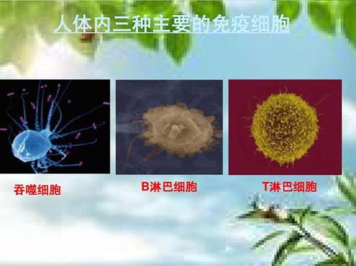 人体免疫系统是什么