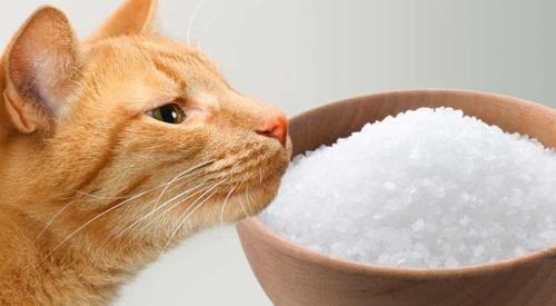 猫咪一直不吃东西怎么办