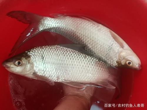 钓鲮鱼可以用狂狼青打窝吗