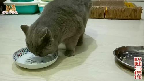猫可以吃油盐猪肉吗