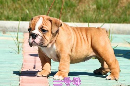 法国斗牛犬攻击力有多大