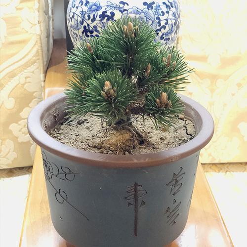 千寿丸冬天怎么养