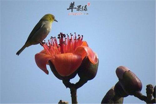 木棉花怎么处理才能吃