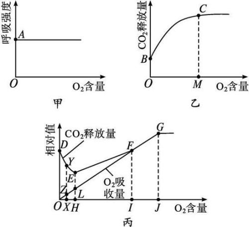 糖是怎么转换为能量的