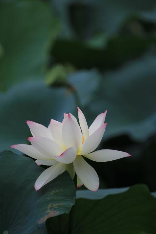 清雅脱俗的意思是什么
