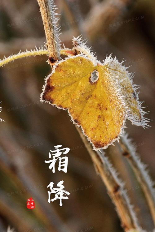 秋霜降下来后怎么补充句子