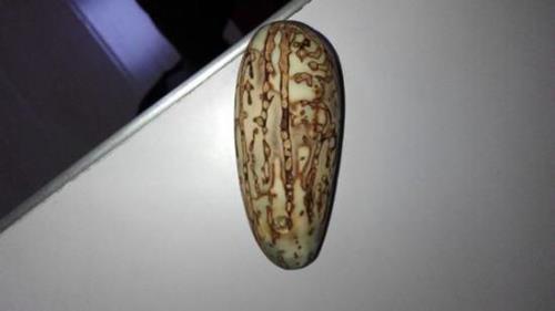 七彩菩提果开果过程