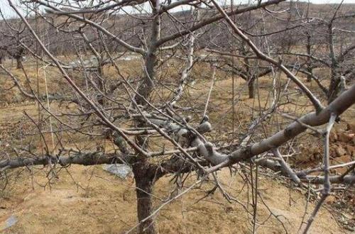 无花果扭枝技术