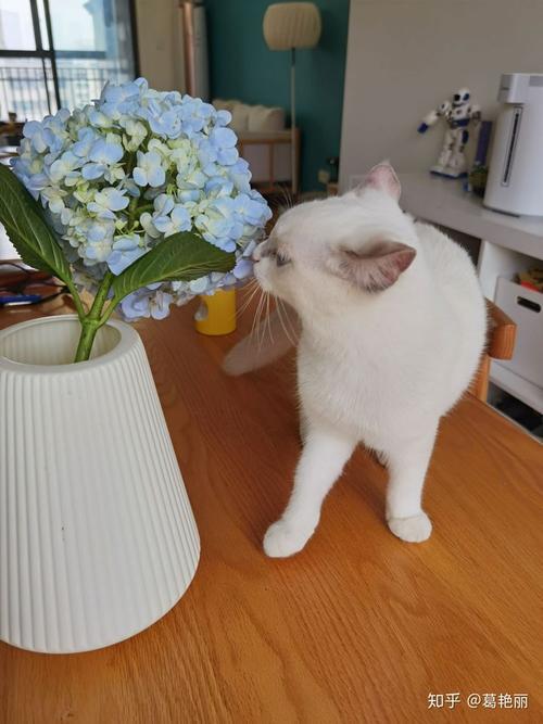 24岁的孩子养猫怎么办