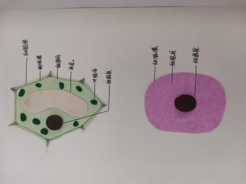细胞膜的结构模型是什么
