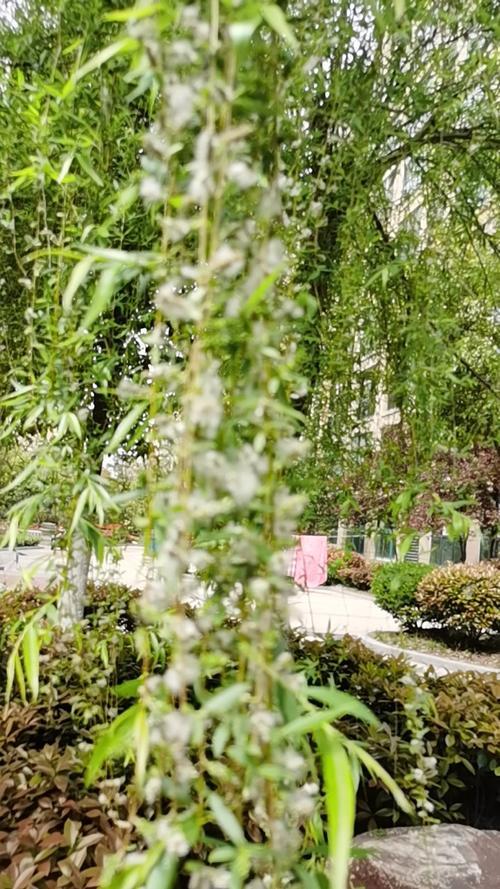 春雁什么意思