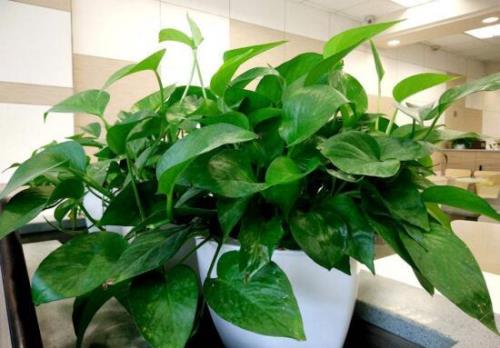 什么植物除甲醛