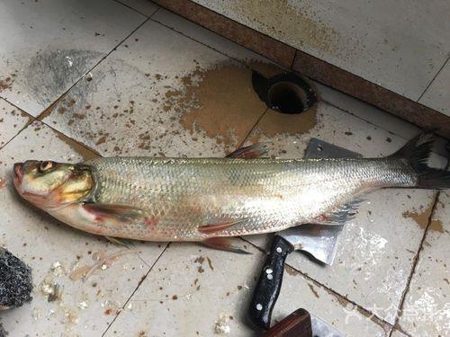 翘壳鱼能混养吗