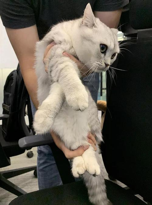 正确抱猫咪姿势