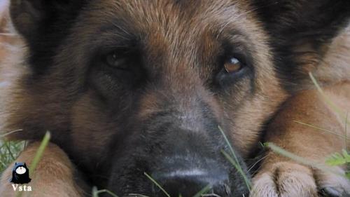 忠犬帕尔玛完整版大结局