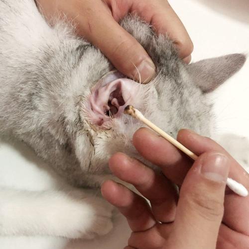 猫的耳螨怎么彻底清理