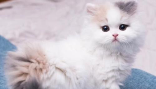 新手养拿破仑猫的十大忠告