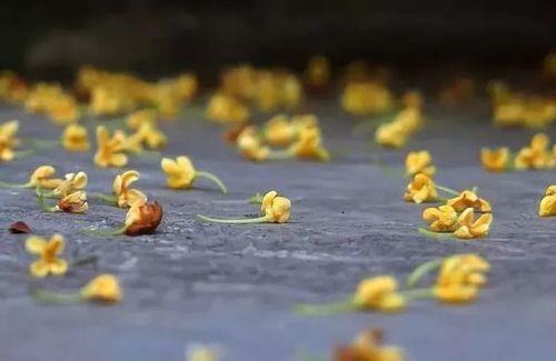 桂花雨是谁的代名词