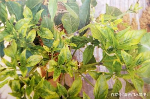 太空椒含钙吗