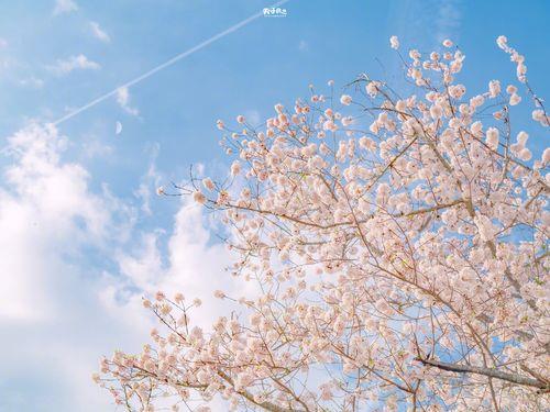 平板下载不了樱花怎么办