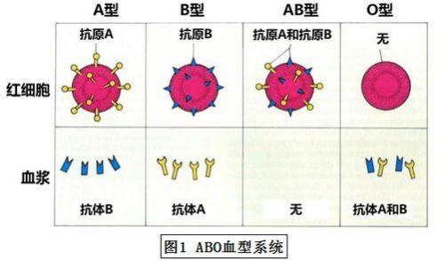 rh是啥意思网络用语