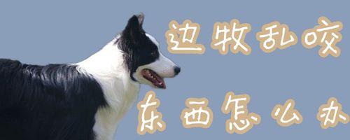 边牧为什么咬东西