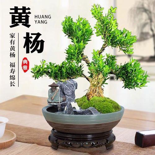 雀舌黄杨地栽最高能长多高