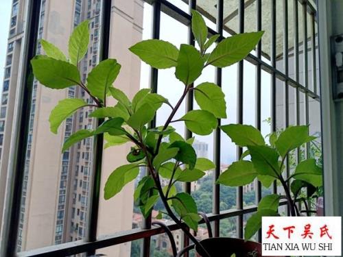 白子菜的做法窍门