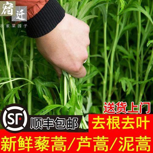 泥蒿叶子可以吃吗